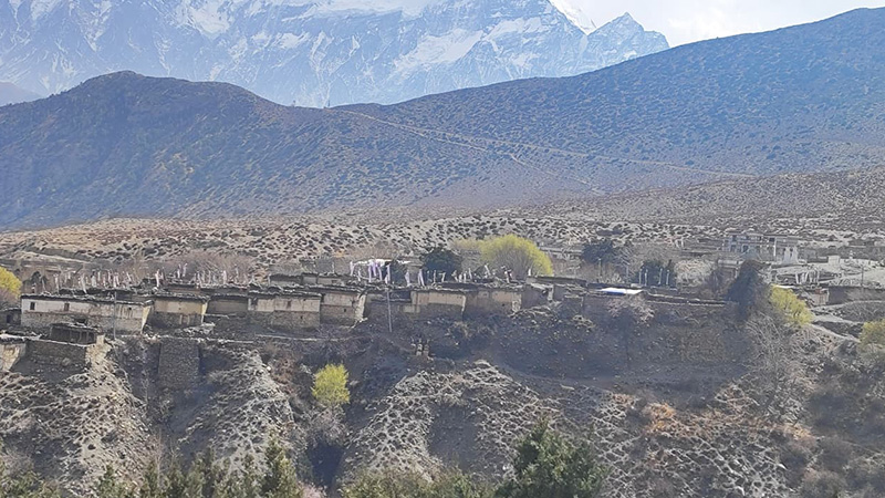 Terrace repair and crop diversification in Dhakarjong, Mustang