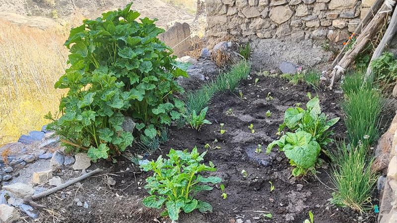 Farmers planting spinach and chives after the buckwheat harvest in Jhong