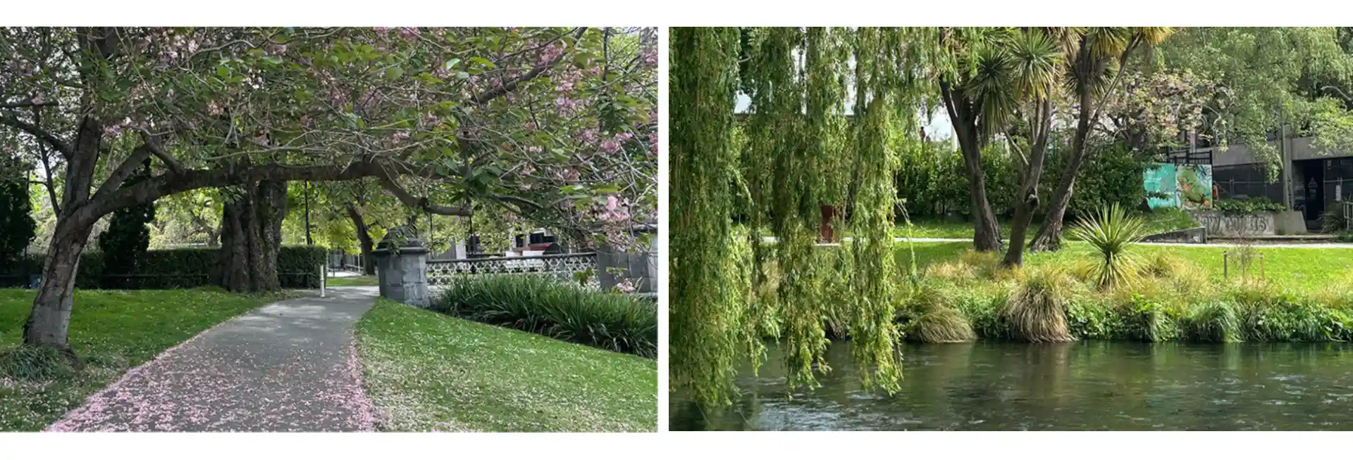 Cherry blossoms in Christchurch spring streets
