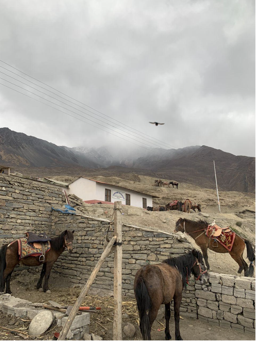 Shared horse pasture used by guides and porters for pilgrims to Muktinath, Mustang