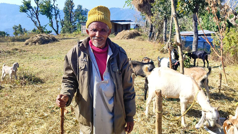 An elderly farmer quietly tends his herd in Sindhupalchok