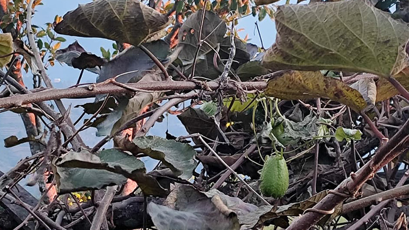 Kiwi and chayote squash climber crops in Simpalkavre, Sindhupalchok