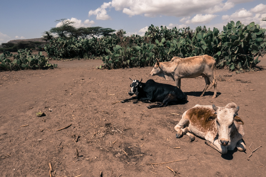 Cattle and cacti in Wayisso, February 2016 — dry red soil, resting cattle amid heat